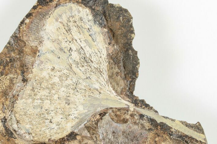 Fossil Ginkgo Leaf From North Dakota - Paleocene #201198